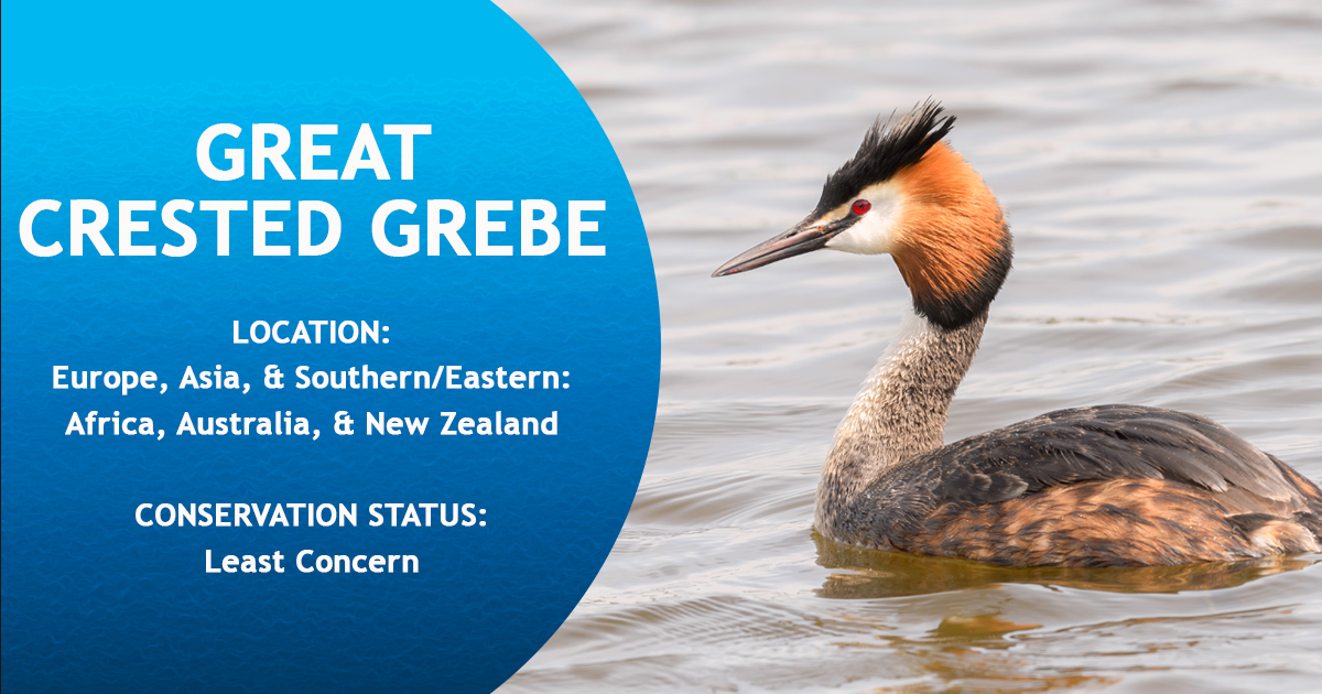 IntBirdRescue's tweet photo. Great Crested Grebe is largest of their species: During breeding season, these birds look like royalty 👑 Dark cap extends to crown-like spikes on top of head, perfectly matching fancy collar, orange black-ended ruff surrounding neck.
#WaterbirdWednesday https://t.co/Mje2EZql3e
