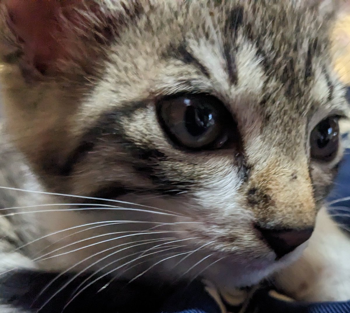 mcZsSfVLcIFHb5k's tweet photo. おはにゃんこ🐈‍⬛🐾໊ꔛෆ
8月8日  火曜日
まだねむい꜀(  ꜆-ࡇ-)꜆𓈒𓂂𓏸✩
きょうもなかよく
よろしくね(*´꒳`ฅﾞ
いつもありがとฅ(*´꒳`*ฅ⸝⋆⸝⋆🎶🎀
笑顔で素敵な
火曜日をฅ៸៸᳐>𖥦<៸៸᳐ ฅ🍀.*
 #おはよう
 #猫好きさんと繋がりたい
 #相互フォロー 
 #花 
 #写真好きな人と繋がりたい https://t.co/K74xmSLoHG