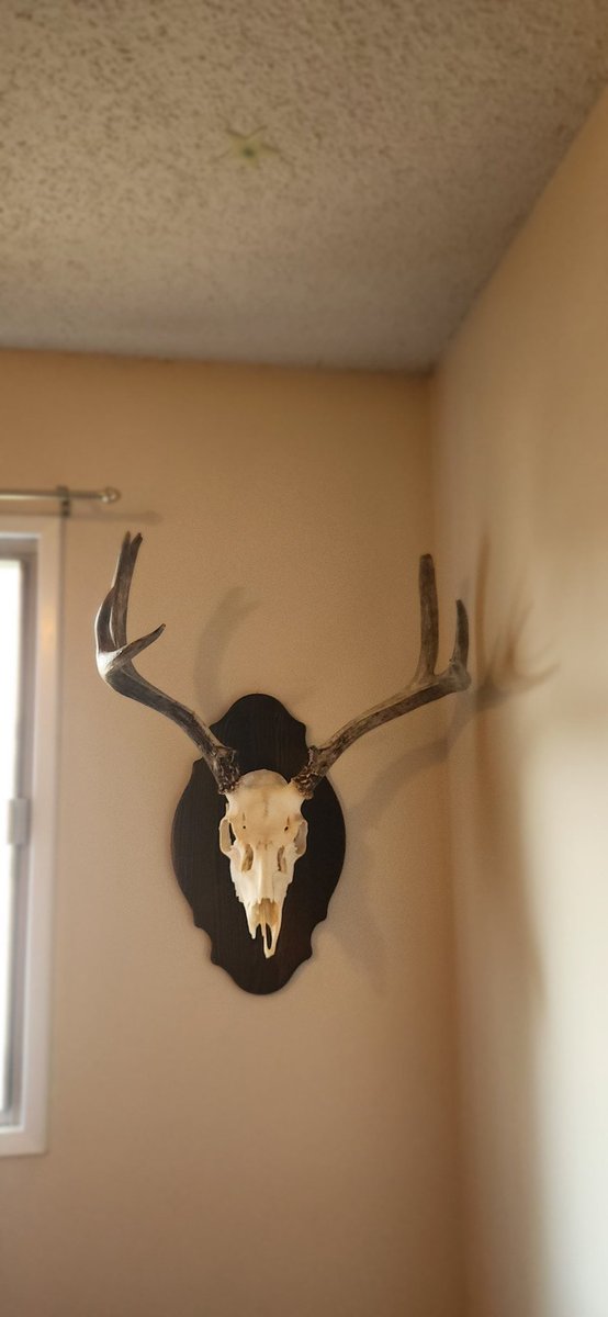 dc__outdoors's tweet photo. Finally, I've completed the Euro Mount of this dead head that we found last year.   

I'm beyond pumped with how well it turned out. I have to send a big thanks to @edmontonbowzone for some tips along the way with how to get this project completed. 

#europeanmount 
#DCOUTDOORS https://t.co/LAikXQ1kJ7