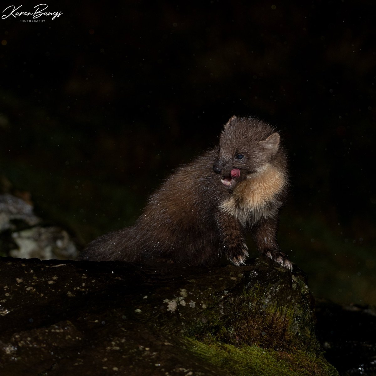 Pine marten from my last few trips to Penny Hedge. Such characters. @WildlifeMag @BBCEarth @BBCCountryfile @BBCSpringwatch