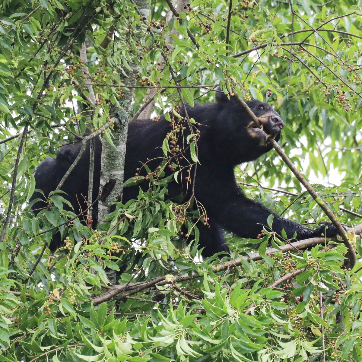 The wild cherry tree is a favorite (this time of year) for black bears.  8/6/23 - Cades Cove - Smoky Mountain National Park