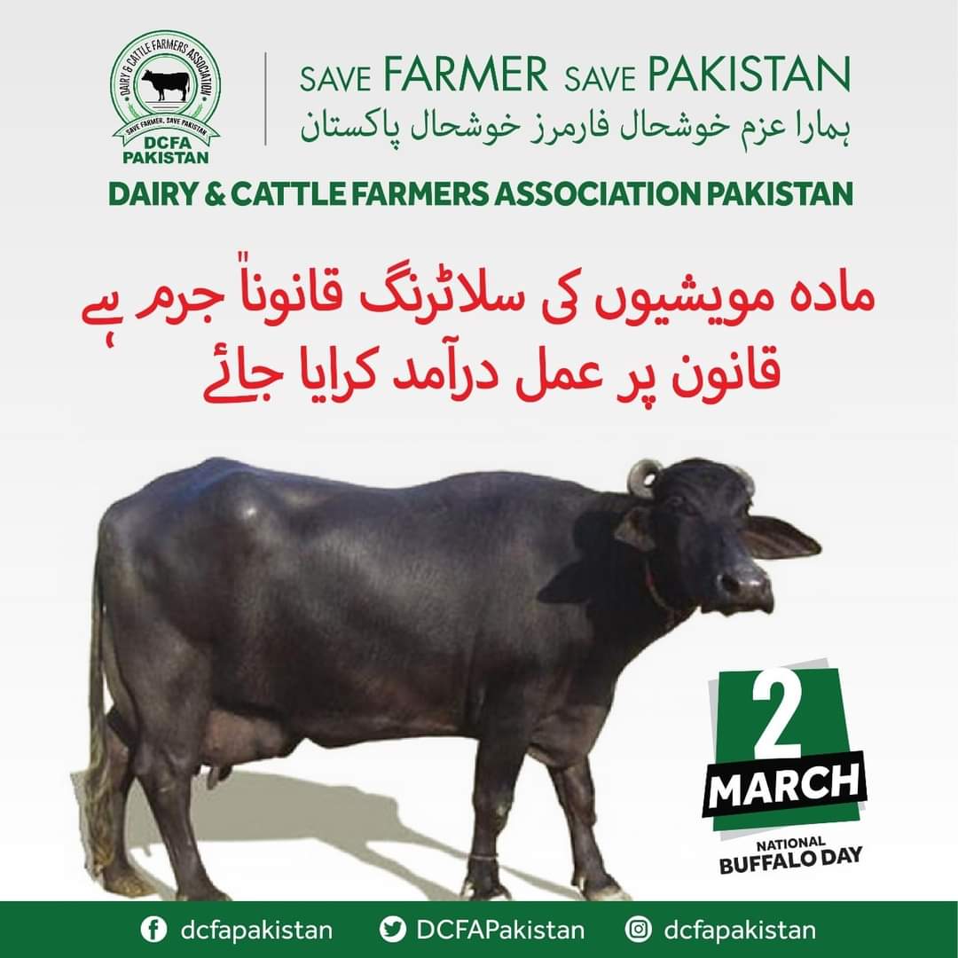 مادہ بھینس کی سلاٹرنگ بند کی جائے #muradalishah #cmsindh #dcfapakistan #cattlefarmer #dairyfarmer #dairyproducts #cattlefarming #dairy #dairymilk #shakirumargujjar #dairyfarmers #milkprice #milk #cattlecolony #pricehike #milkproducts #cvas #uvas #geonews #mithakhankakar #itc