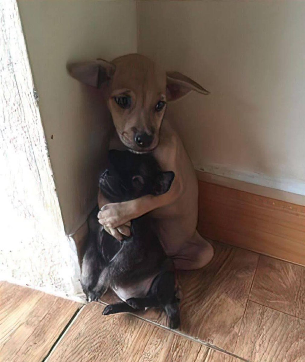 A puppy was brought to the shelter, paralyzed with fear. A sweet lonely pup Lucy who was also waiting for a forever home took to her immediately, they formed a bond and clung together. The shelter decided to only adopt the two of them together as a pair. Happily, one of the