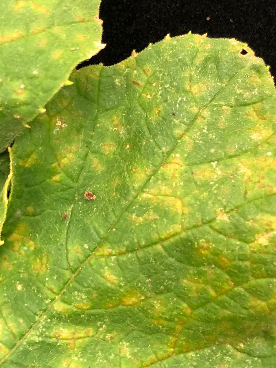 Downy mildew was reported on pumpkins in Fulton County, OH, on the OH-MI border. DM also occurred on pumpkins in this county in early Aug 2022. Probably Clade 1 of the pathogen, which hasn't been reported outside the SE US yet. Interesting. go.osu.edu/CcJS