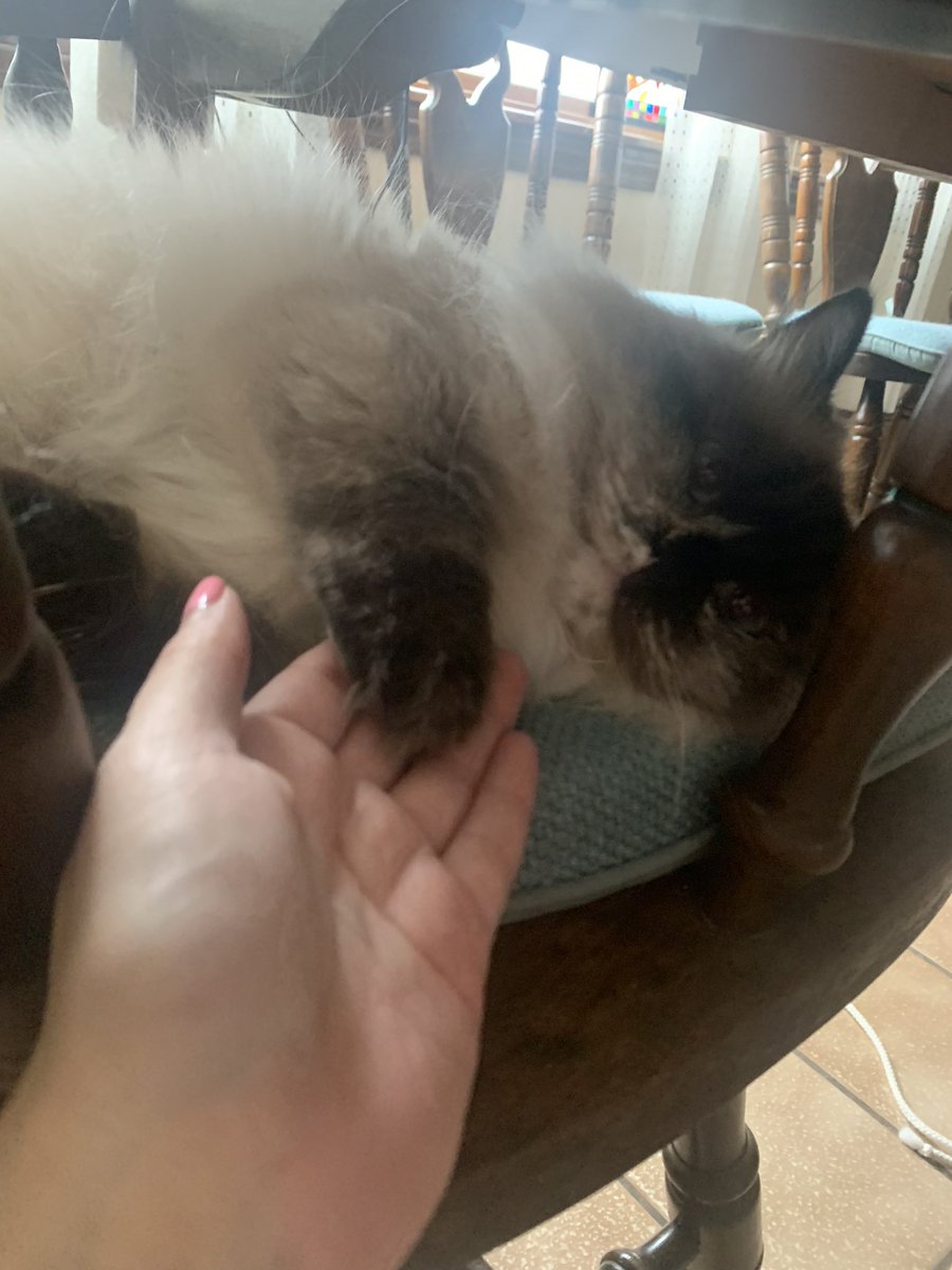 missgoldman19's tweet photo. Love having a teaching buddy when participating in virtual professional developments. This little girl has not left my side the entire day. @PLTWorg @PSDRI_Schools @PawtSchlsonRIse @PSD_CTE_ARTS #teachingbuddy #projectleadtheway #flightandspace #furryteacher #teacherspet https://t.co/CcW8oyA9um