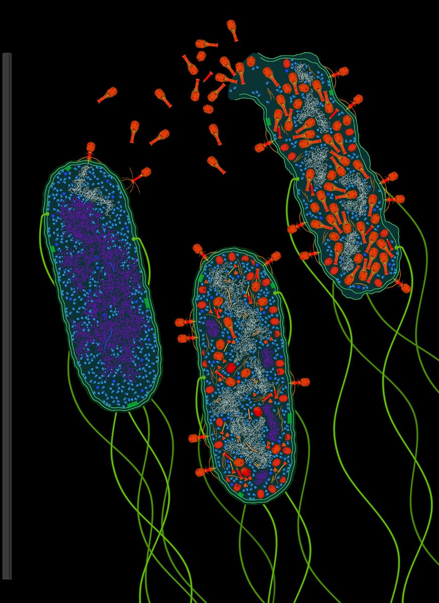 Making some progress on the T4 phage illustration! Phage DNA white, cellular DNA purple, ribosomes and RNApol cyan, plus a bunch of other stuff. Still so much to do...mRNA next.