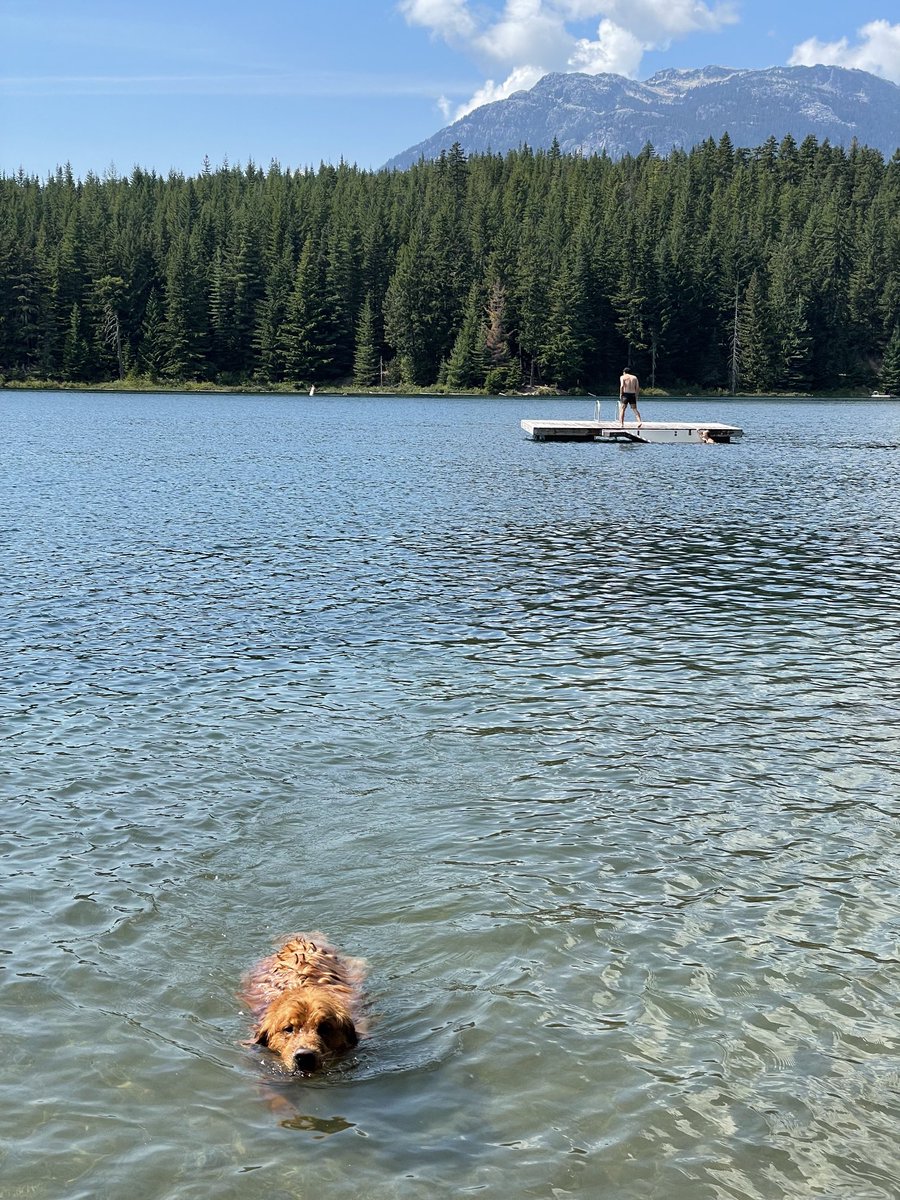 I hope you are all having as good a day as Murphy is #bcday #whistler #goldenretreiver