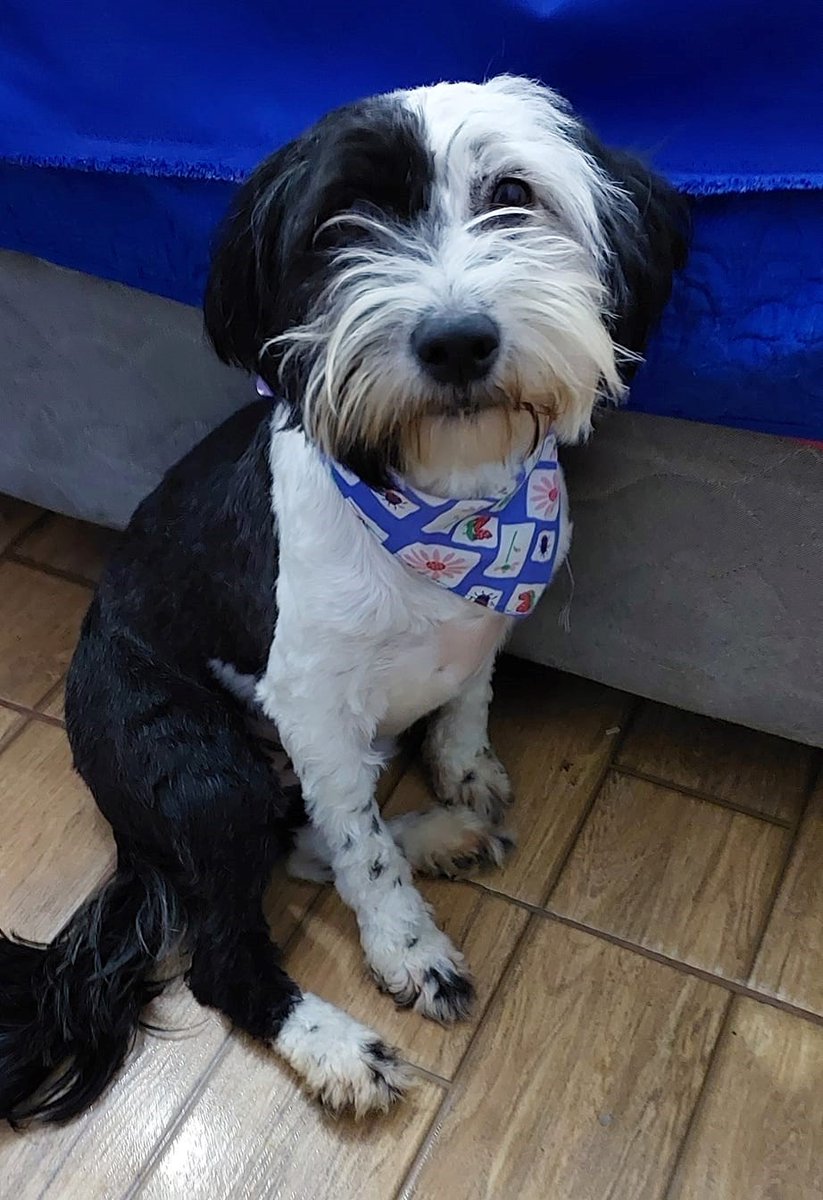 eltuitdemarsh's tweet photo. Hermosa bebita, de un año y medio, busca una familia para siempre. Es muy juguetona, cariñosa y tierna. Se encuentra en Santiago. Si deseas adoptarla, llama al +56990838061. Favor RT! https://t.co/HlICHWOXYr