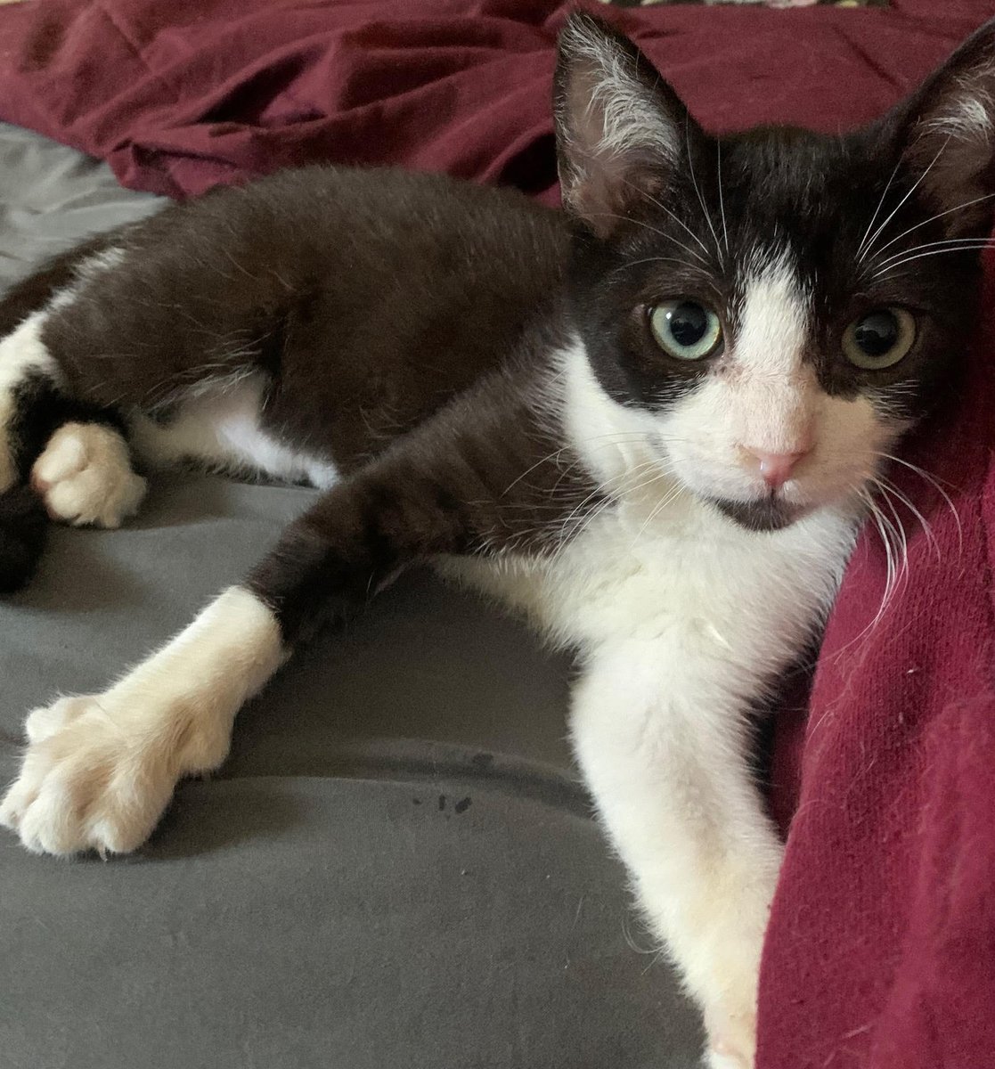 CatConnectionLA's tweet photo. Azalea 3 1/2 mo Black/White Tuxedo #Kitten. She is very cuddly and is a ‘purr factory’ - she will start purring as soon as you approach her. She loves to play and will carry her toys around the house. contact us: catconnection@sbcglobal.net #CatsOfTwitter #cats #AdoptDontShop https://t.co/QqsAo5Q0mf