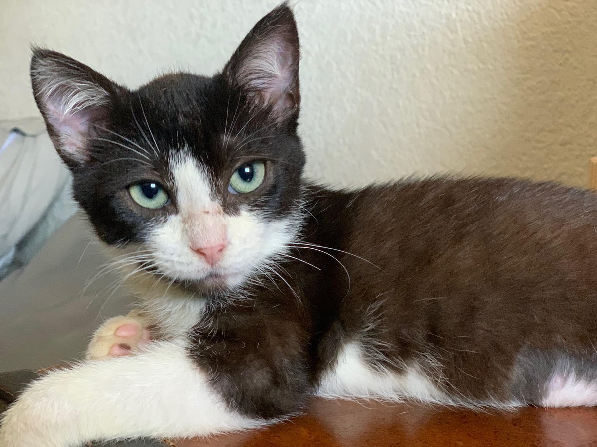 CatConnectionLA's tweet photo. Azalea 3 1/2 mo Black/White Tuxedo #Kitten. She is very cuddly and is a ‘purr factory’ - she will start purring as soon as you approach her. She loves to play and will carry her toys around the house. contact us: catconnection@sbcglobal.net #CatsOfTwitter #cats #AdoptDontShop https://t.co/QqsAo5Q0mf