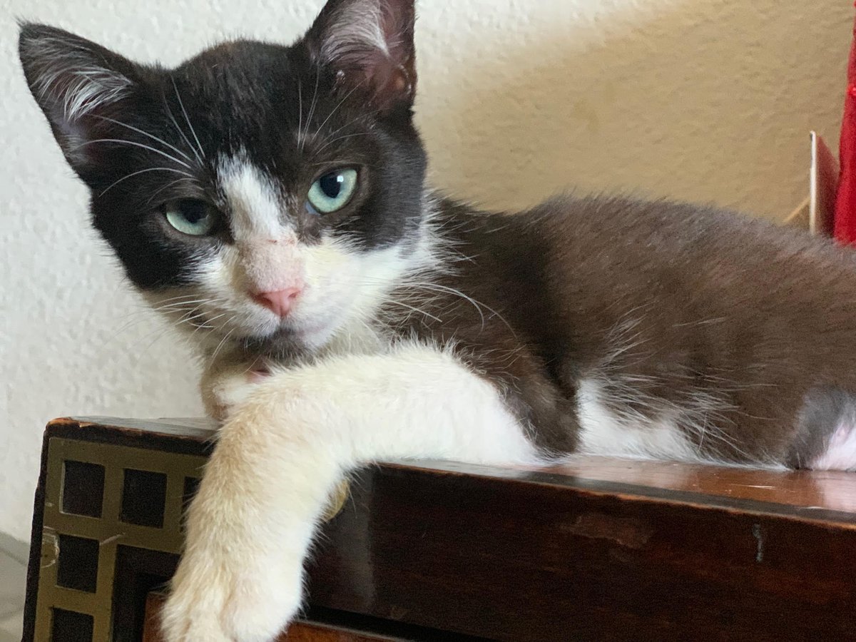 Azalea 3 1/2 mo Black/White Tuxedo #Kitten. She is very cuddly and is a ‘purr factory’ - she will start purring as soon as you approach her. She loves to play and will carry her toys around the house. contact us: catconnection@sbcglobal.net #CatsOfTwitter #cats #AdoptDontShop