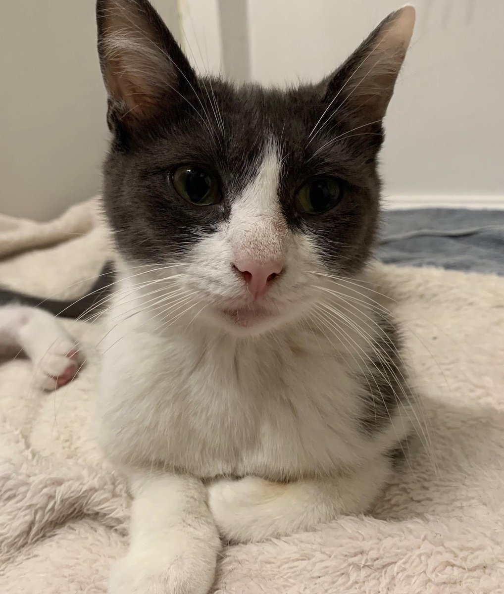 CatConnectionLA's tweet photo. Meet Snow White ,a petite 11mo #kitten. She is affectionate, sweet, loving and playful and is good with all people. Snow White will bring love and good times to a great family. To meet this little sweetheart, contact us: catconnection@sbcglobal.net  #CatsOfTwitter #AdoptDontShop https://t.co/sPCTq1Md1S