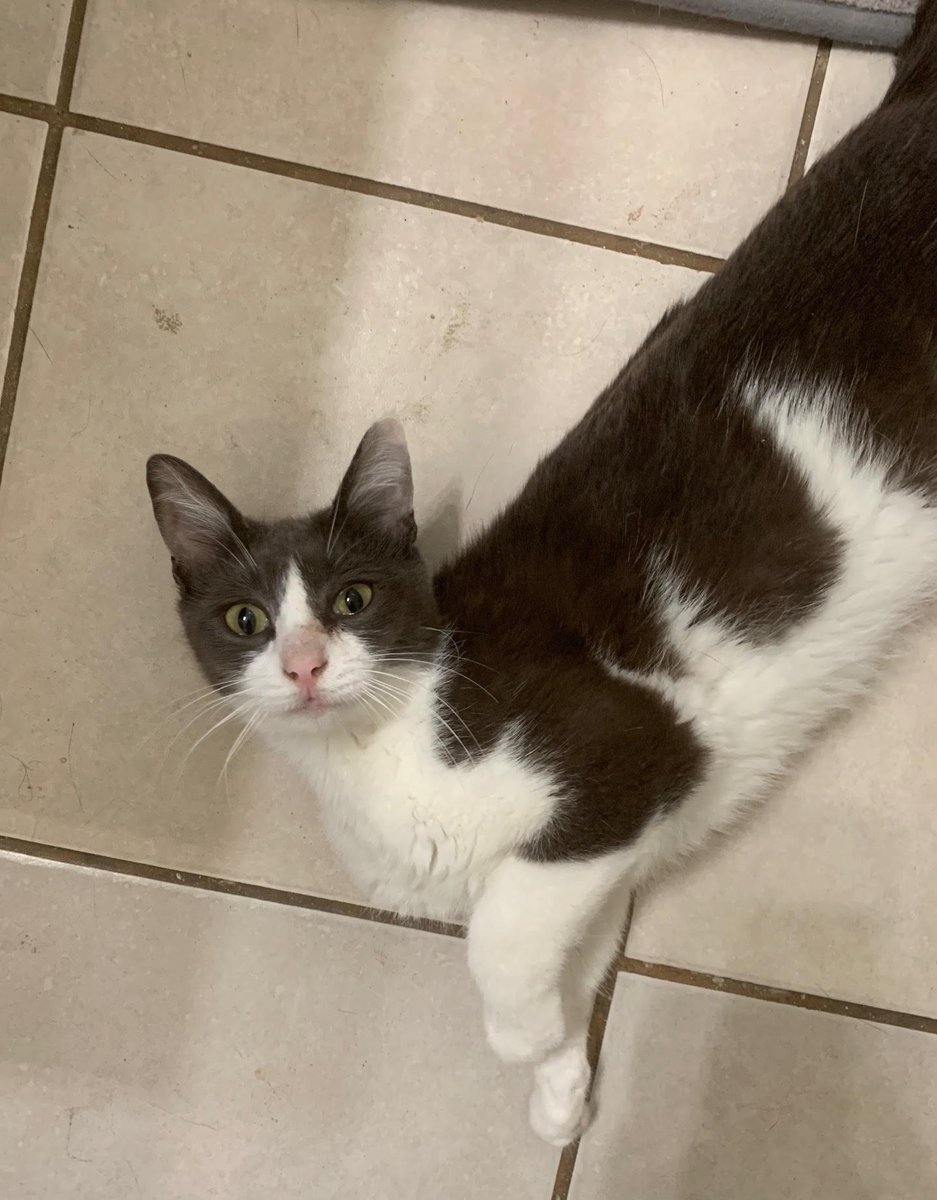 CatConnectionLA's tweet photo. Meet Snow White ,a petite 11mo #kitten. She is affectionate, sweet, loving and playful and is good with all people. Snow White will bring love and good times to a great family. To meet this little sweetheart, contact us: catconnection@sbcglobal.net  #CatsOfTwitter #AdoptDontShop https://t.co/sPCTq1Md1S