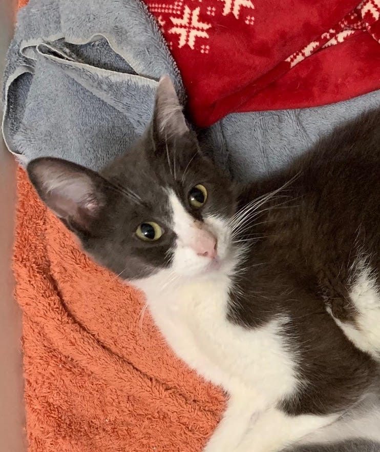 CatConnectionLA's tweet photo. Meet Snow White ,a petite 11mo #kitten. She is affectionate, sweet, loving and playful and is good with all people. Snow White will bring love and good times to a great family. To meet this little sweetheart, contact us: catconnection@sbcglobal.net  #CatsOfTwitter #AdoptDontShop https://t.co/sPCTq1Md1S
