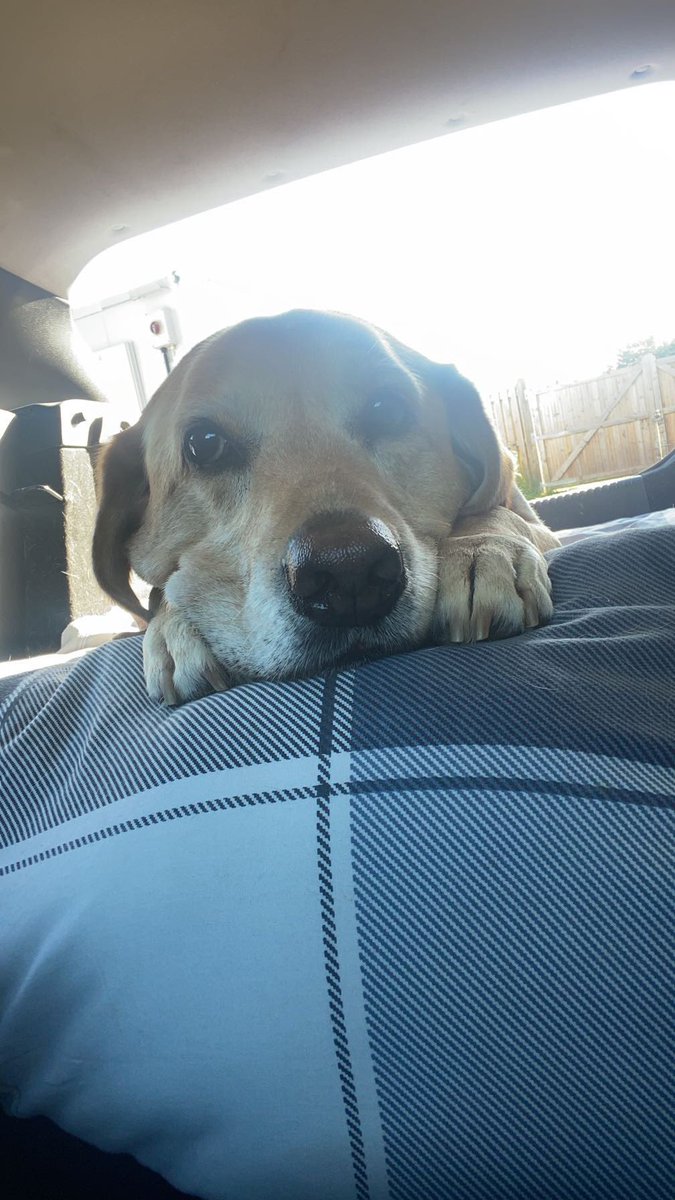 LauraWilsonLab's tweet photo. Because love is all we need ❤️🐾 #dogsoftwitter https://t.co/IVxtbm2SJl