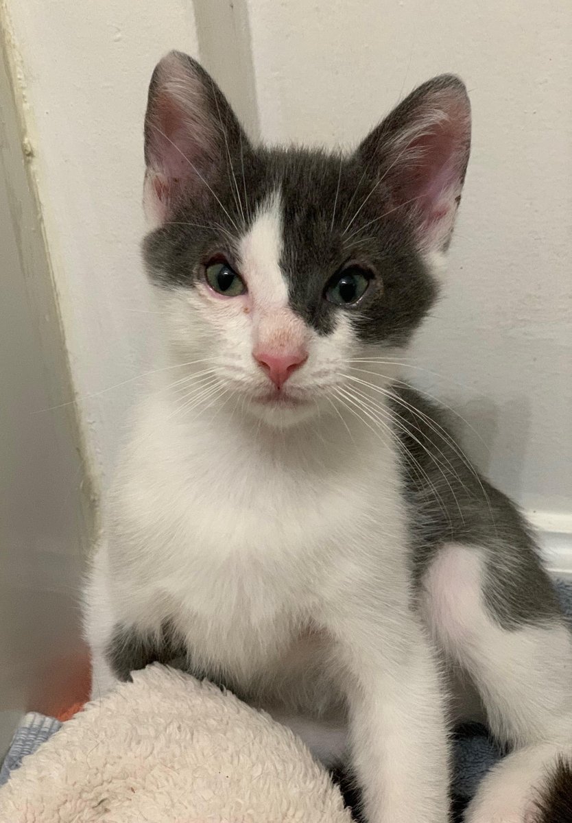 CatConnectionLA's tweet photo. Meet Happy, 3 mo. He is affectionate, sweet, loving and playful, and is good with other #Cats and all people. He will bring love and good times to his adoptive family. To meet your next best buddy contact us: catconnection@sbcglobal.net  Adoptions by appointment only. #kittens https://t.co/hnNL7EJzRK