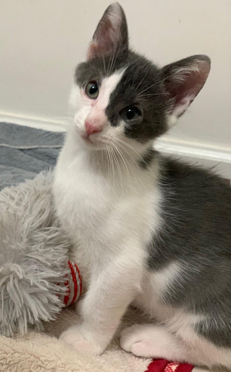 CatConnectionLA's tweet photo. Meet Happy, 3 mo. He is affectionate, sweet, loving and playful, and is good with other #Cats and all people. He will bring love and good times to his adoptive family. To meet your next best buddy contact us: catconnection@sbcglobal.net  Adoptions by appointment only. #kittens https://t.co/hnNL7EJzRK
