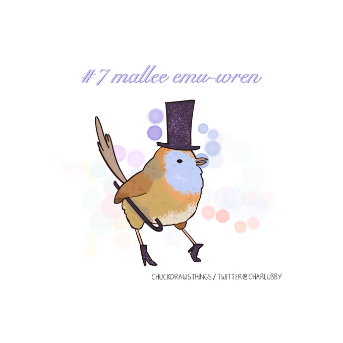 day 7: mallee emu-wren  #AvianAugust #AvianAugust2023