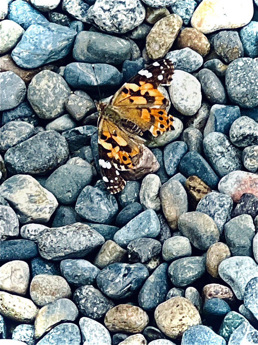 ActumRealty's tweet photo. #Seattle #Monday #Butterfly  #Coffee https://t.co/6qCK69dFpc