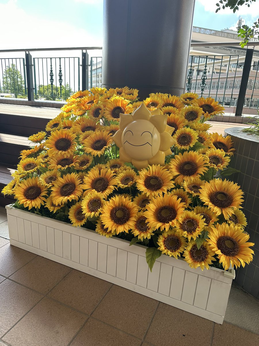 TPokem's tweet photo. え！？
キマワリやん！🌻🤩🤩🤩 https://t.co/9NyGs1VS7i