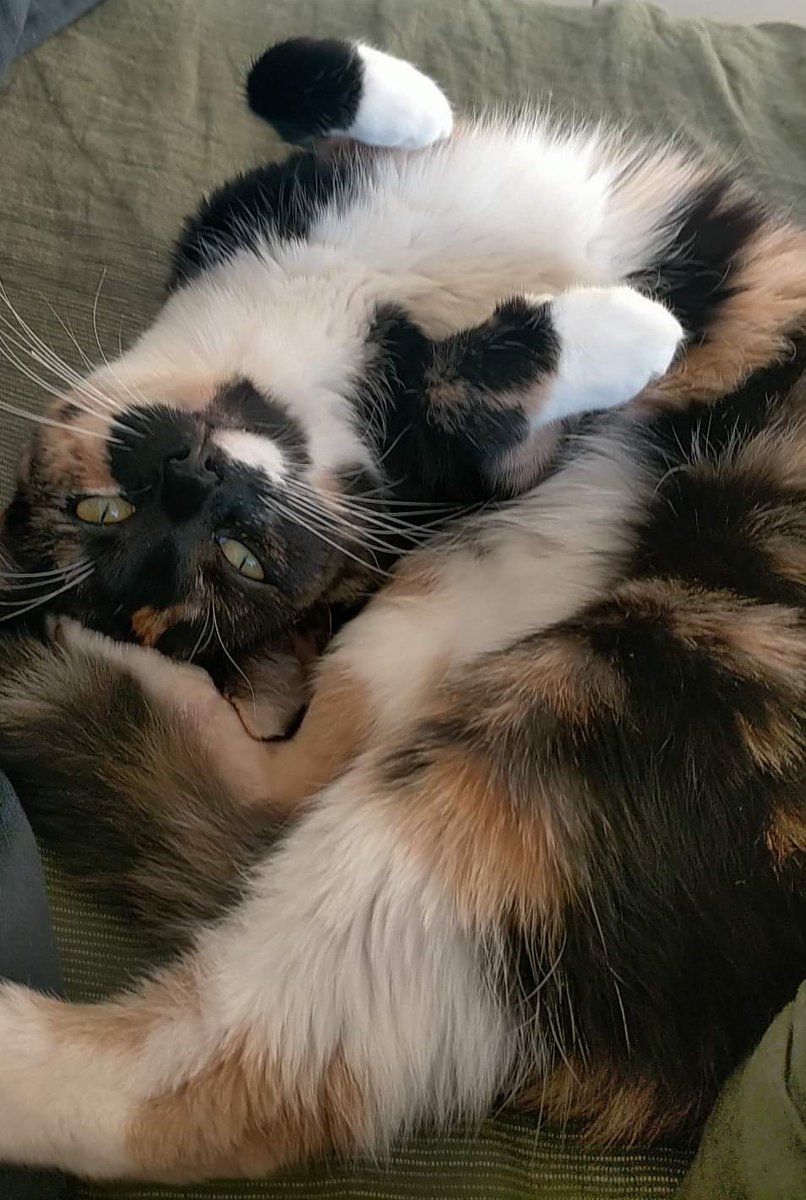 Wellington City Libraries tweet media