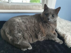 Wellington City Libraries tweet media