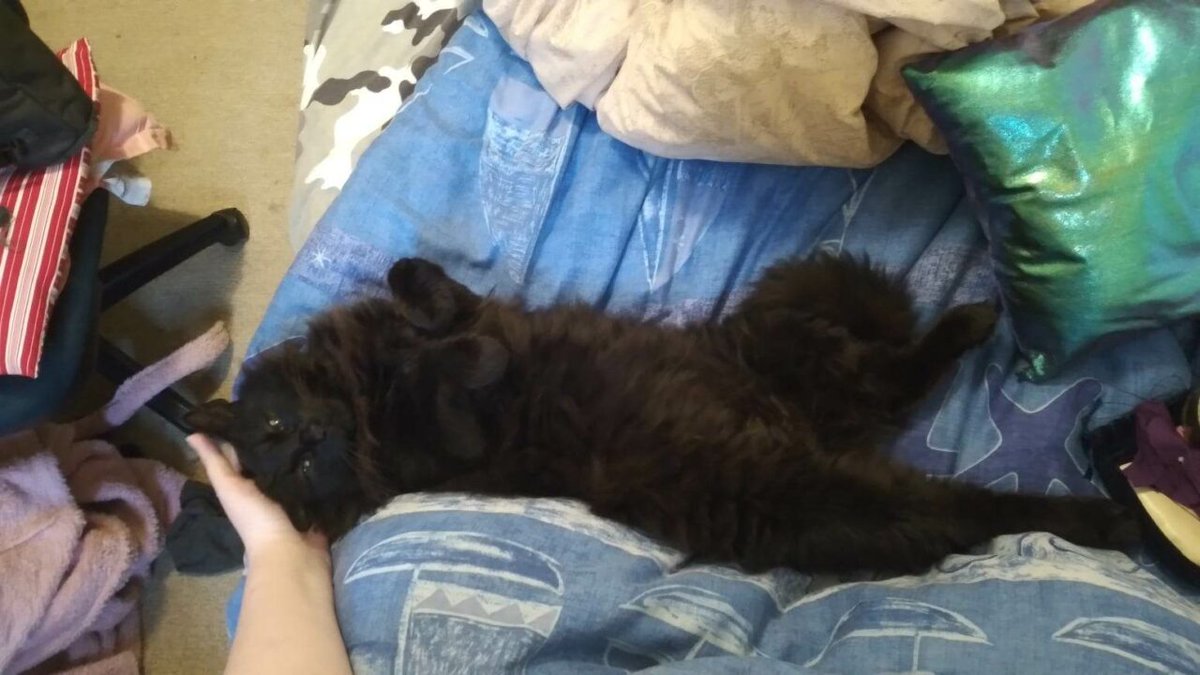 Wellington City Libraries tweet media