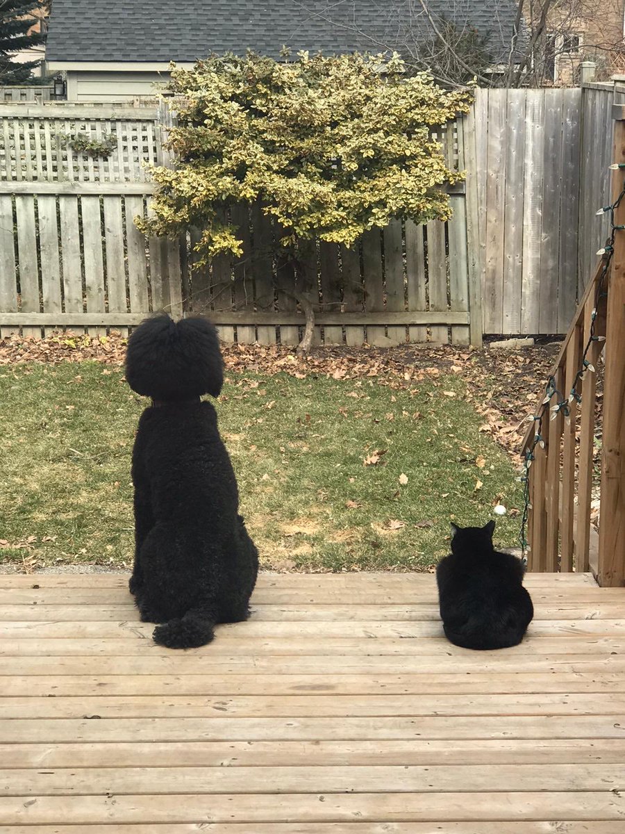 duranaca's tweet photo. What about the real #LifeofPETS ? Our dog (Kahlo) and our cat (Nancy) both born in California , having a nice afternoon chat … @PEOPLEPets @XPets @petsoftwitter https://t.co/aI2VYmEAiV
