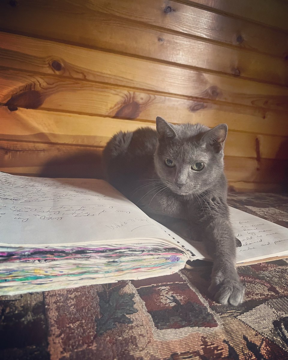 jamiemarich's tweet image. Mommy’s favorite writing partner #CatTwitter #RedefineTherapy