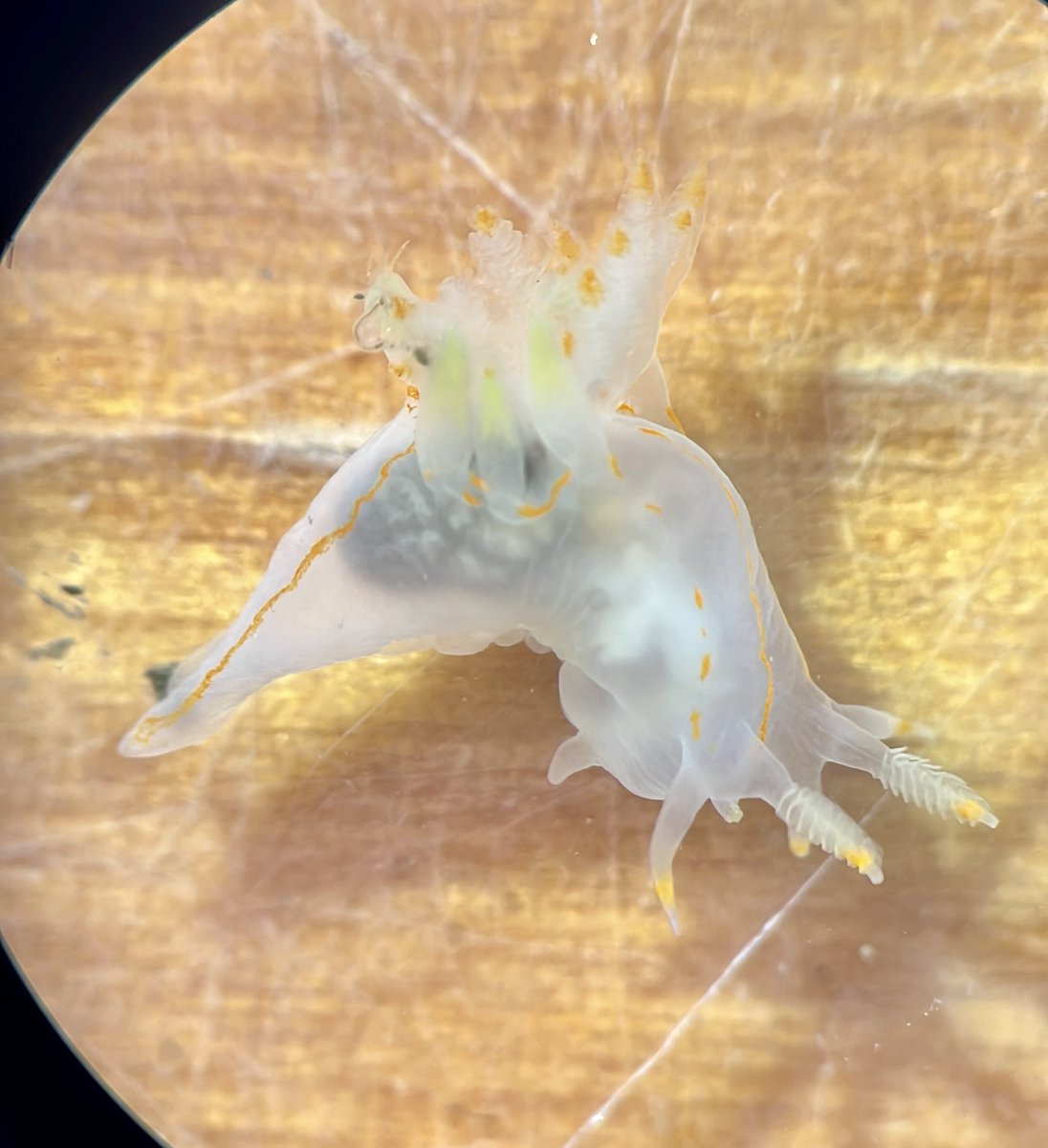 Behold the dorid #nudibranch, Ancula pacifica! Often found on the U.S.'s Pacific coast, this species has been spotted on a couple of our #LivingSeawall tiles during summer monitoring (including this indiv). So pretty! 😍 #SFBay #California #SeaSlug #MolluscMonday

📷@jsickashere