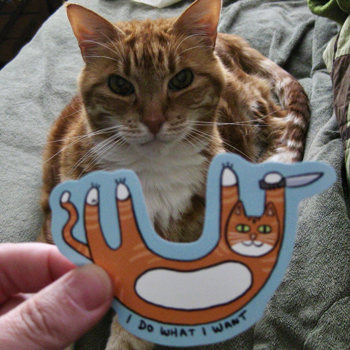 HuberInk's tweet photo. The sticker and the inspiration behind it🐈🔪 #catswithknives https://t.co/ecOjCseDZJ