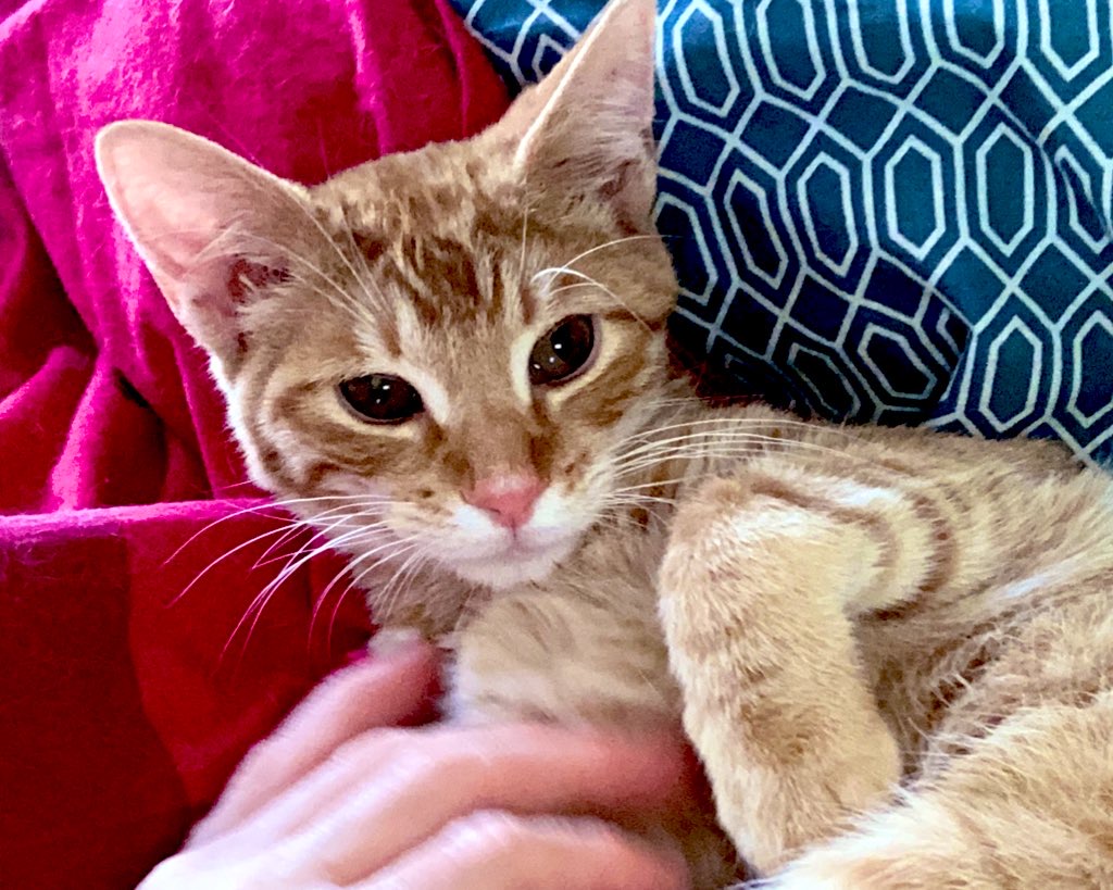 FeLV_cat's tweet photo. 🆘🆘URGENT: Do we have friends in #Ventura county, #CA who can help #FIP #cat Gata? Her mom has 2 much of needle fear 2 do the injections. She can get the meds &amp; supplies but needs help. Can our friends help w #RT pls!?!?🚨🆘
#CatsOnTwitter #SaveGatafromFIP #Pawcircle #SOCKFIP https://t.co/Y6eYgCEE5x