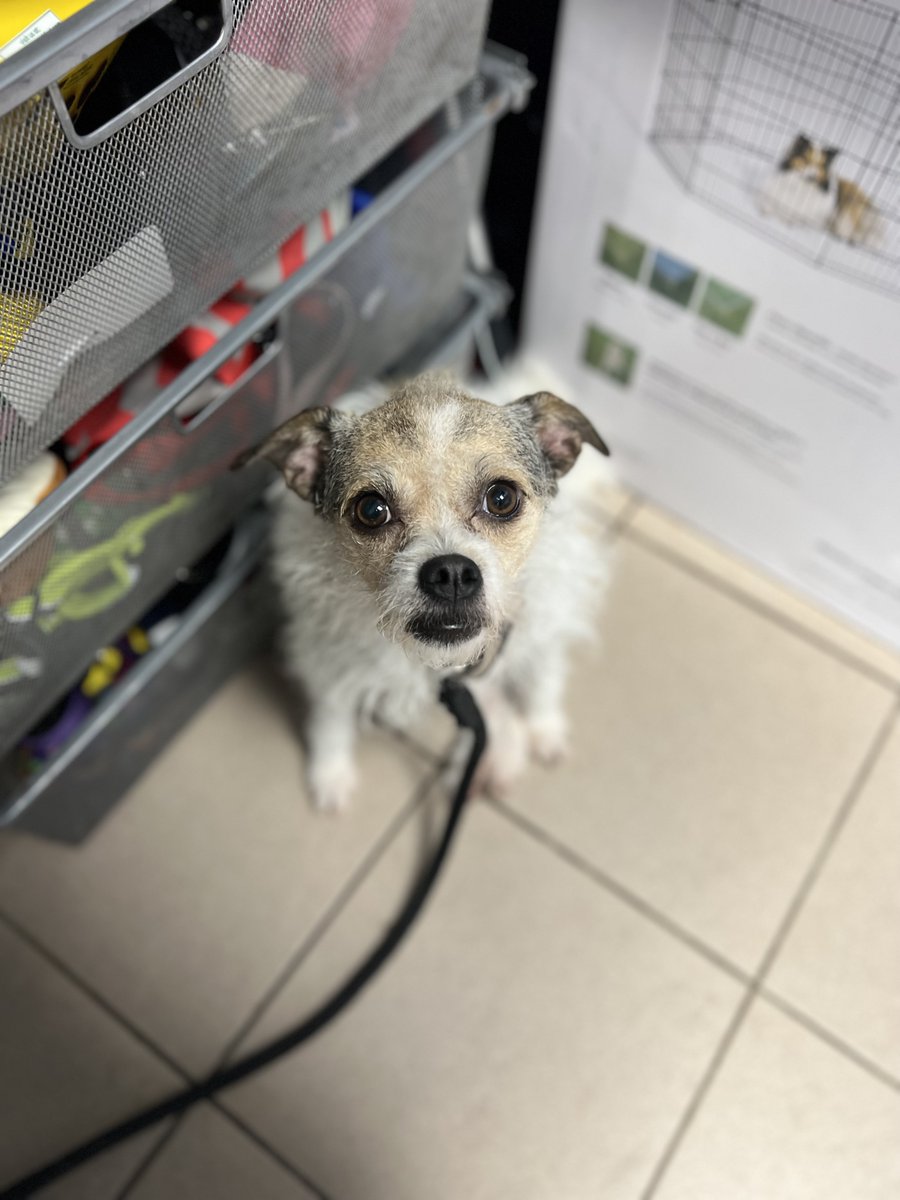 PSPCA's tweet photo. Small dog alert!
Crash, Duke, Karina and Lina are just a few of the small dogs looking for homes right now at our Philadelphia headquarters.

We hope they will find homes ASAP! Please share. https://t.co/dTudg2vXl6