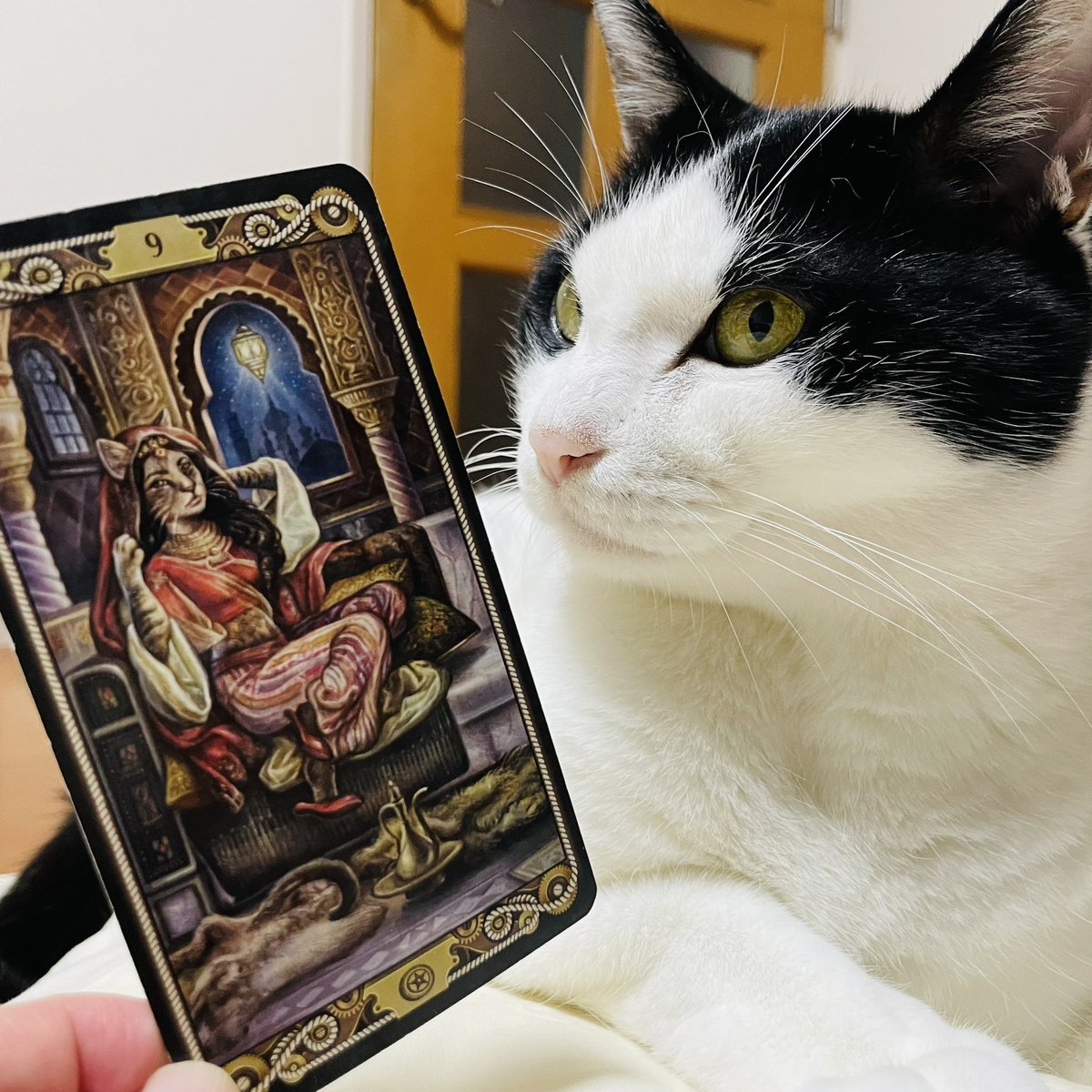 oraclerinko's tweet image. 8/8ご縁の日🫶人との交流がきっかけであなたの活動がワンランク上に進む時。新たな出会いやサポート、あなたを気に入ってくれる人が表れるかも😚人からの援助や申し出はありがたく受けて。それはあなたの実力あってこそです👍 #9ofPENTACLES #とぅちゃんの枕の上ﾆｬ #タロット #猫