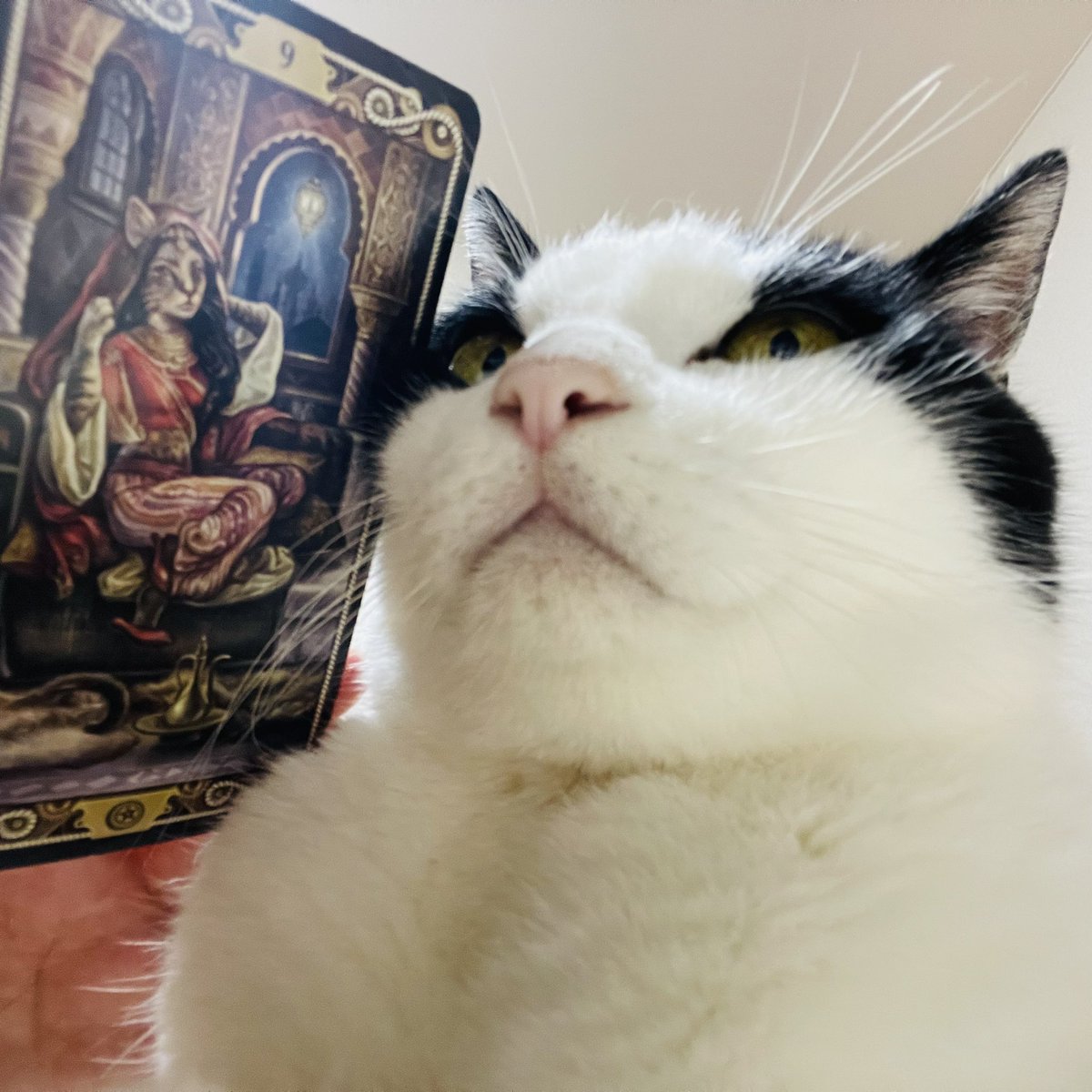 oraclerinko's tweet image. 8/8ご縁の日🫶人との交流がきっかけであなたの活動がワンランク上に進む時。新たな出会いやサポート、あなたを気に入ってくれる人が表れるかも😚人からの援助や申し出はありがたく受けて。それはあなたの実力あってこそです👍 #9ofPENTACLES #とぅちゃんの枕の上ﾆｬ #タロット #猫