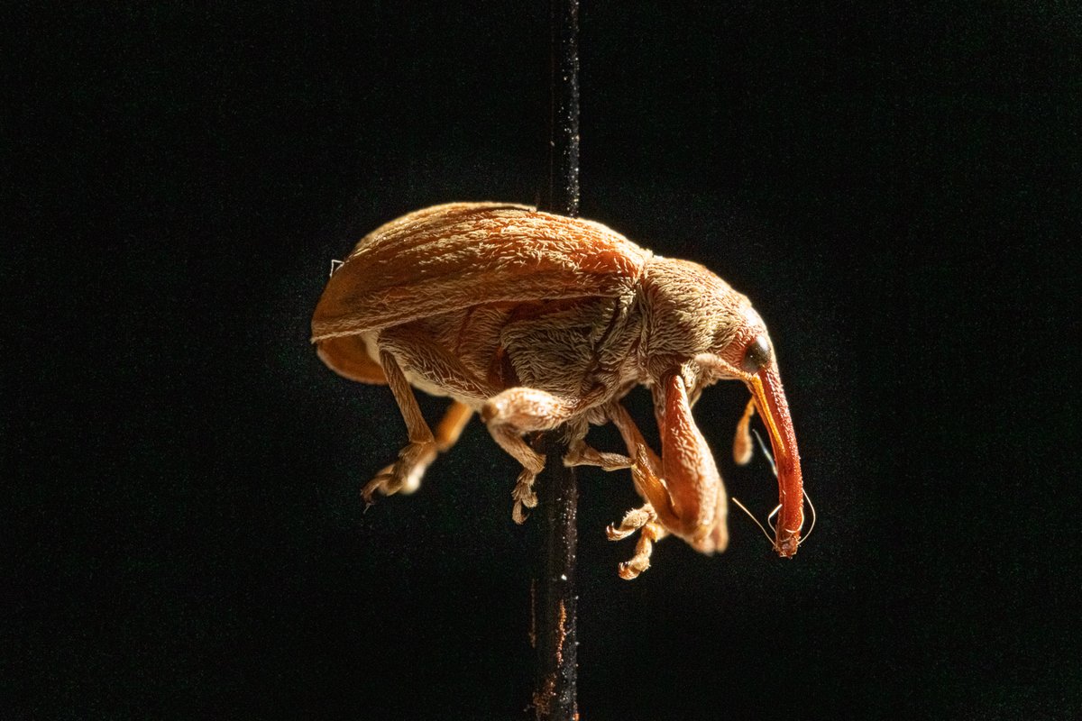 Day'sEdgeProductions (@daysedge) on Twitter photo From bugs to budo: <a href="/DominicDReisig/">Dominic Reisig</a> of <a href="/NCSU_DEPP/">NCSU Entomology & Plant Pathology</a> dances between battling boll weevils and mastering martial arts, proving that passion has many dimensions.
For more, join <a href="/SCampbellstaton/">Shane Campbell-Staton, Ph.D.</a> on this final week's episode of #HumanFootprintPBS airing Wed, Aug 9 at 8/9c on <a href="/PBS/">PBS</a>. From bugs to budo: <a href="/DominicDReisig/">Dominic Reisig</a> of <a href="/NCSU_DEPP/">NCSU Entomology & Plant Pathology</a> dances between battling boll weevils and mastering martial arts, proving that passion has many dimensions.
For more, join <a href="/SCampbellstaton/">Shane Campbell-Staton, Ph.D.</a> on this final week's episode of #HumanFootprintPBS airing Wed, Aug 9 at 8/9c on <a href="/PBS/">PBS</a>.