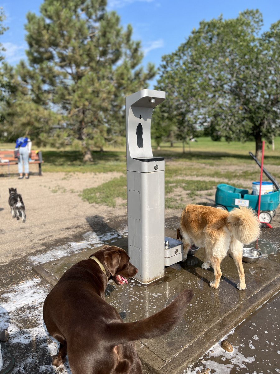 We scrubbed the fountain and dog bowls today. Several very helpful dogs lent a paw too! To reduce health risks, please discourage your dog from peeing on the fountain and in the dog bowls. Thanks for your consideration.