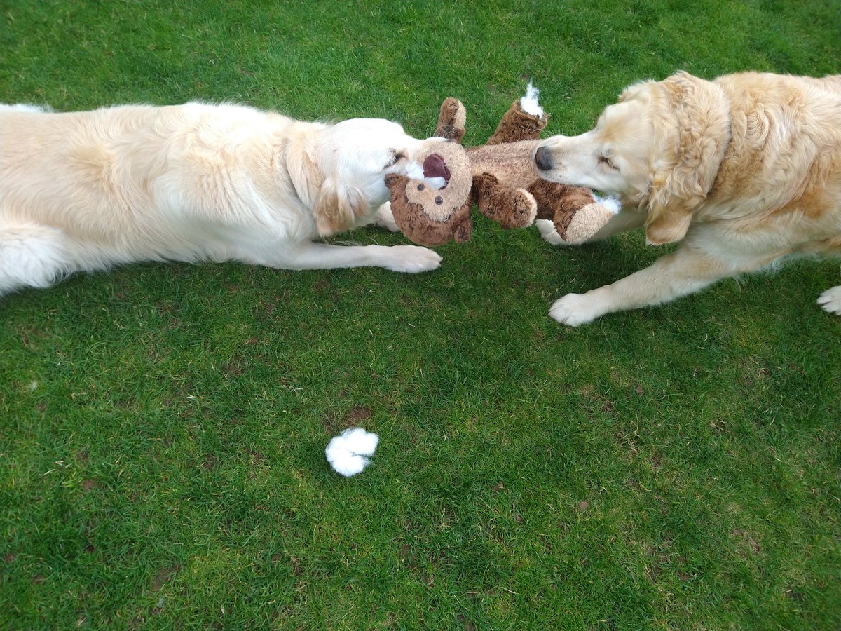 kitteridge_lisa's tweet photo. I have a feeling Monkey's days may be numbered. 😢

#tugofwar 
#RIPMonkey
#RepairedTooManyTimes https://t.co/GwZ7xZDnWv