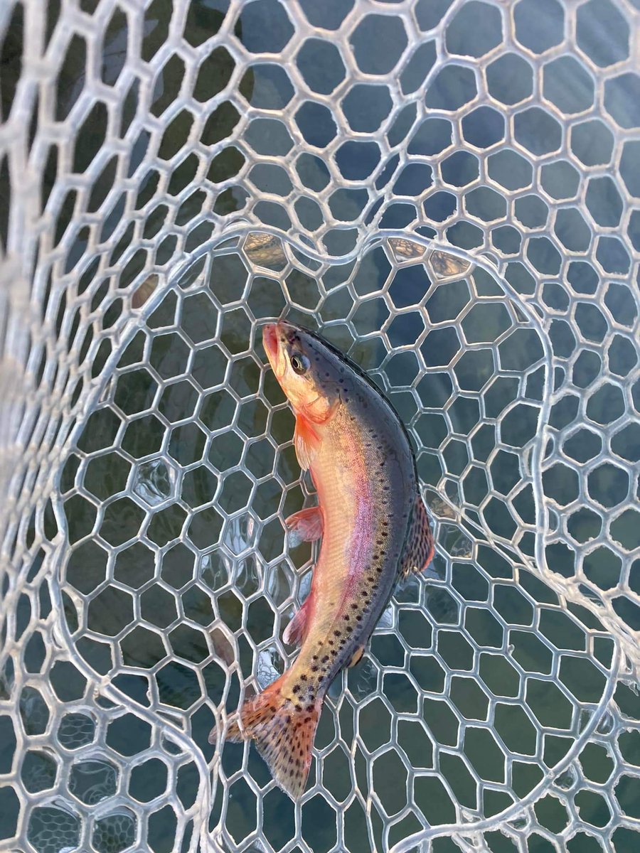 fakeezzie's tweet photo. Spent some time #fishing the upper reaches of the #SheepRiver. A tough hike in some spots because much is in a gorge & often required a swim or some rock climbing to progress, but many mostly untouched areas. Inlets at Gorge Creek, Bluerock & Macabee were great spots. https://t.co/RMOMmPndGi