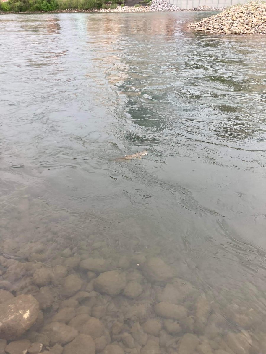 fakeezzie's tweet photo. Spent some time #fishing the upper reaches of the #SheepRiver. A tough hike in some spots because much is in a gorge & often required a swim or some rock climbing to progress, but many mostly untouched areas. Inlets at Gorge Creek, Bluerock & Macabee were great spots. https://t.co/RMOMmPndGi