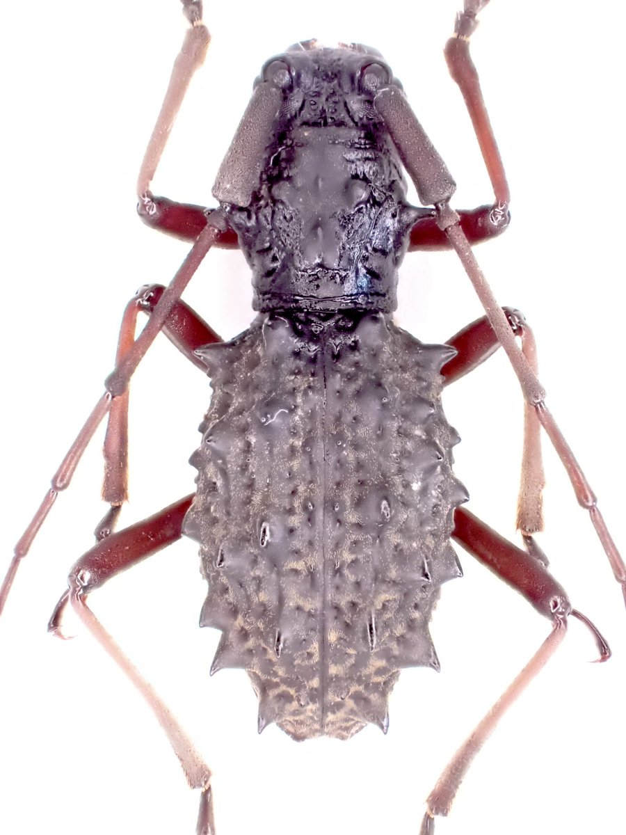 Cerambycidae Lonyarpon 
どうしても手に入れたかった中国のコブヤハズカミキリ
人面鉄球というパンチラインが似合う
日本のコブヤハズしか興味が無かったのに、この個体を見てから完全に感覚が変わっていった…