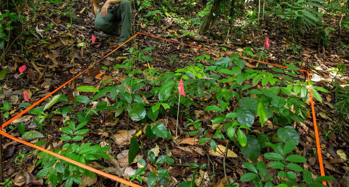 SWELTR (@sweltr_panama) on Twitter photo New results (and hypotheses) on tropical tree seedling responses to soil-profile warming: onlinelibrary.wiley.com/doi/10.1111/bt…
<a href="/Biotropica/">Biotropica</a> <a href="/stri_panama/">Smithsonian Panama</a>
Warming decreased above-ground growth & photosynthesis especially in N-fixing tropical tree species. New results (and hypotheses) on tropical tree seedling responses to soil-profile warming: onlinelibrary.wiley.com/doi/10.1111/bt…
<a href="/Biotropica/">Biotropica</a> <a href="/stri_panama/">Smithsonian Panama</a>
Warming decreased above-ground growth & photosynthesis especially in N-fixing tropical tree species.