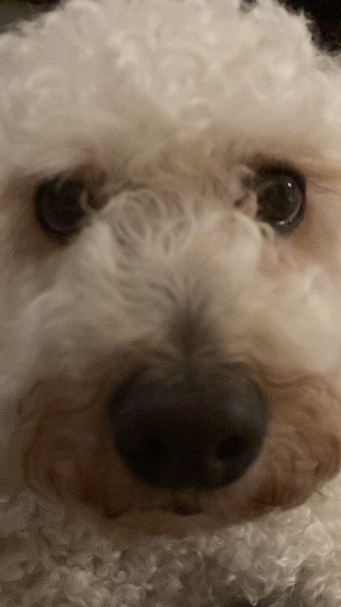 Jamesthedog10's tweet photo. @FrenchDust Boop back! https://t.co/nL5nv05u2Z