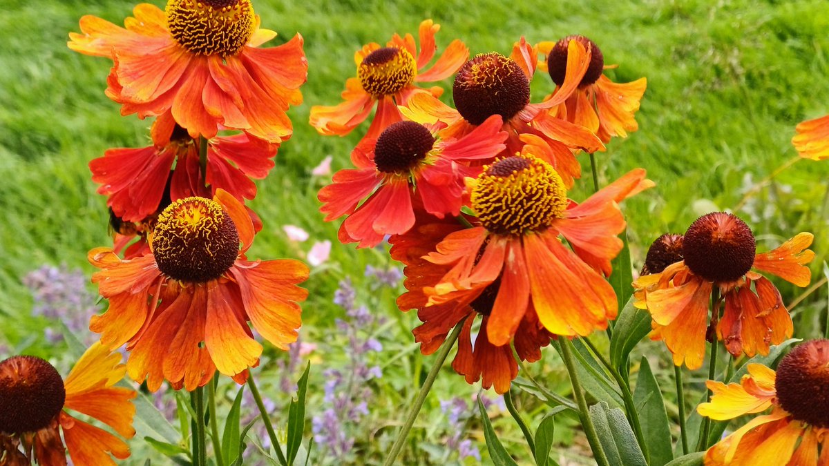 drugelius's tweet photo. Splash of colour. Helenium Moerheim Beauty
#helenium #flowers #gardening #polinatorfriendly #sneezeweed https://t.co/1Q0xHuMHnT