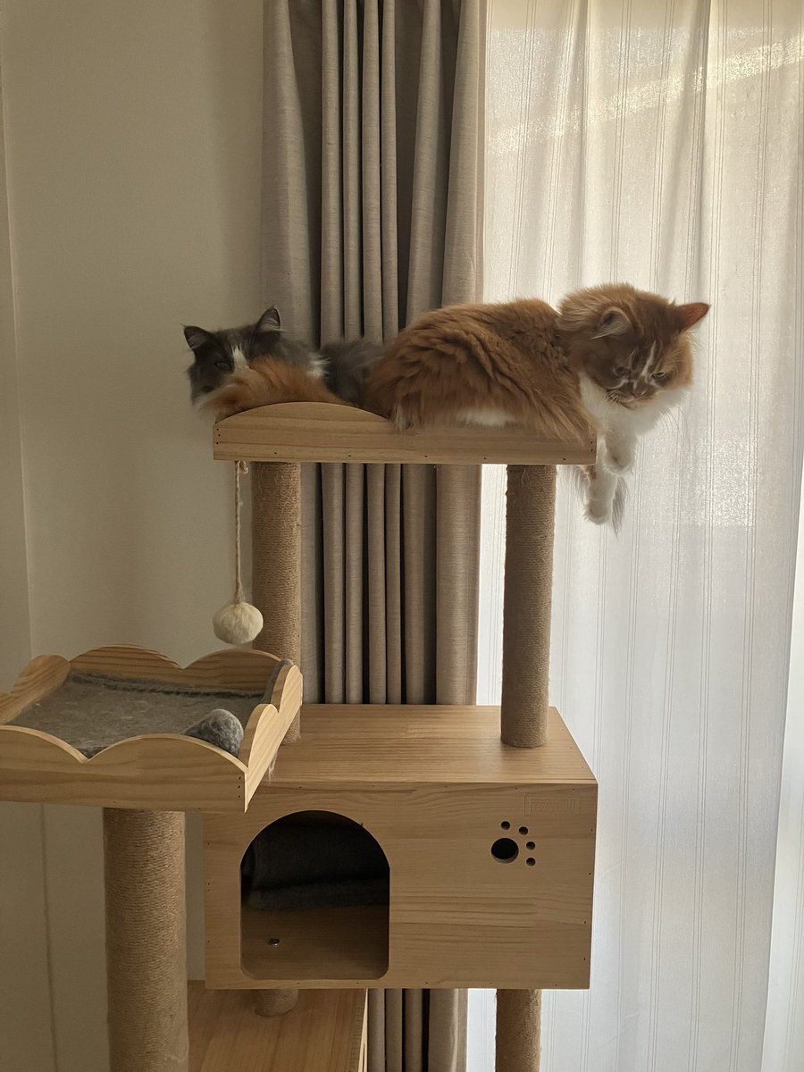 ririss_n's tweet photo. 無理矢理でも
キャットタワーの上に乗りたい
#スコティッシュフォールド 
#ラガマフィン 
#猫のいる暮らし 
#猫多頭飼い
 #猫好きさんと繋がりたい 
#キャットタワー https://t.co/DlmVAcFEjD