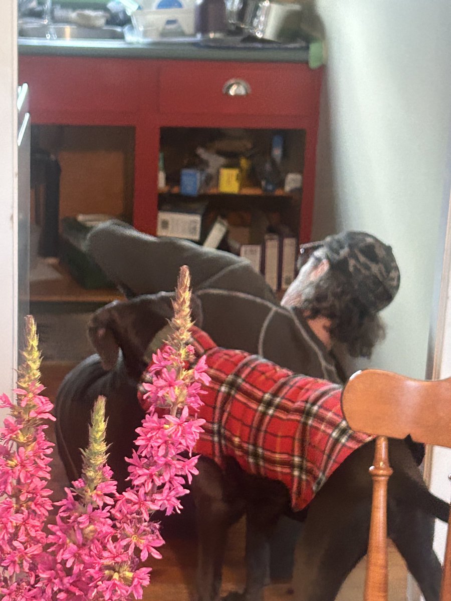 reelectrupert's tweet photo. How many people does it take to finish the kitchen refresh? Obviously, one sweet heart and one Weimaraner, who is also a sweet heart! https://t.co/CfbX9KX0SG