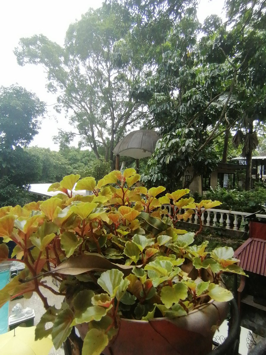 #casadedios #greenery #begonia