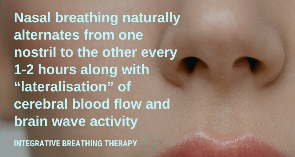 Nasal cycle - “lateralisation” of brain activity and blood flow affects the autonomic nervous system, body temperature regulation and various cognitive functions

These rhythms are important for activity-rest cycles  for optimal brain function and to regulate stress response