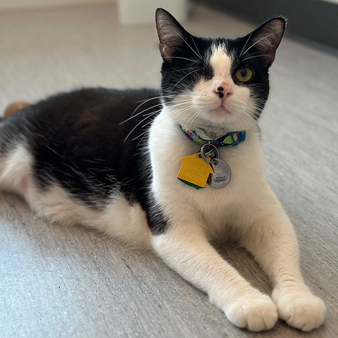 One-year-old Jack Sparrow (#NCR6029) is a delightful pirate-eyed boy who suffered hard days but is thrilled to be in his new space. His seizures require meds, but it is fully covered through our Pet Health Centers. #GetYourRescueOn #Adopt #Cat #Pets #Animals #BiancasFurryFriends