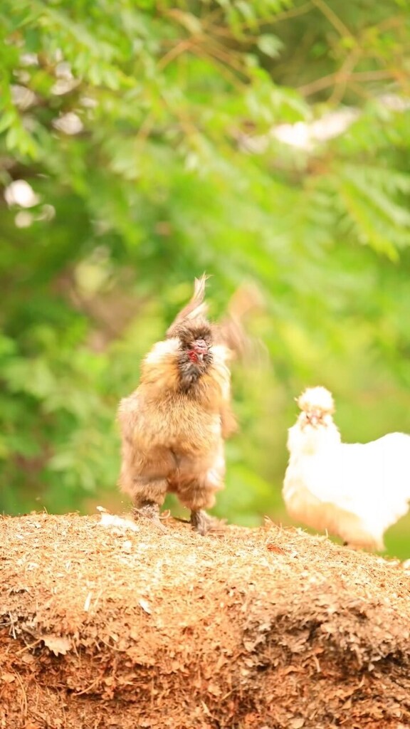pocketmacro's tweet image. 😂 epic fluffy chickens in their daily adventures 💖
#chickens #roosters #fluffychickens #silkiechickenshttps://instagr.am/reel/CvqShrEpVPk/